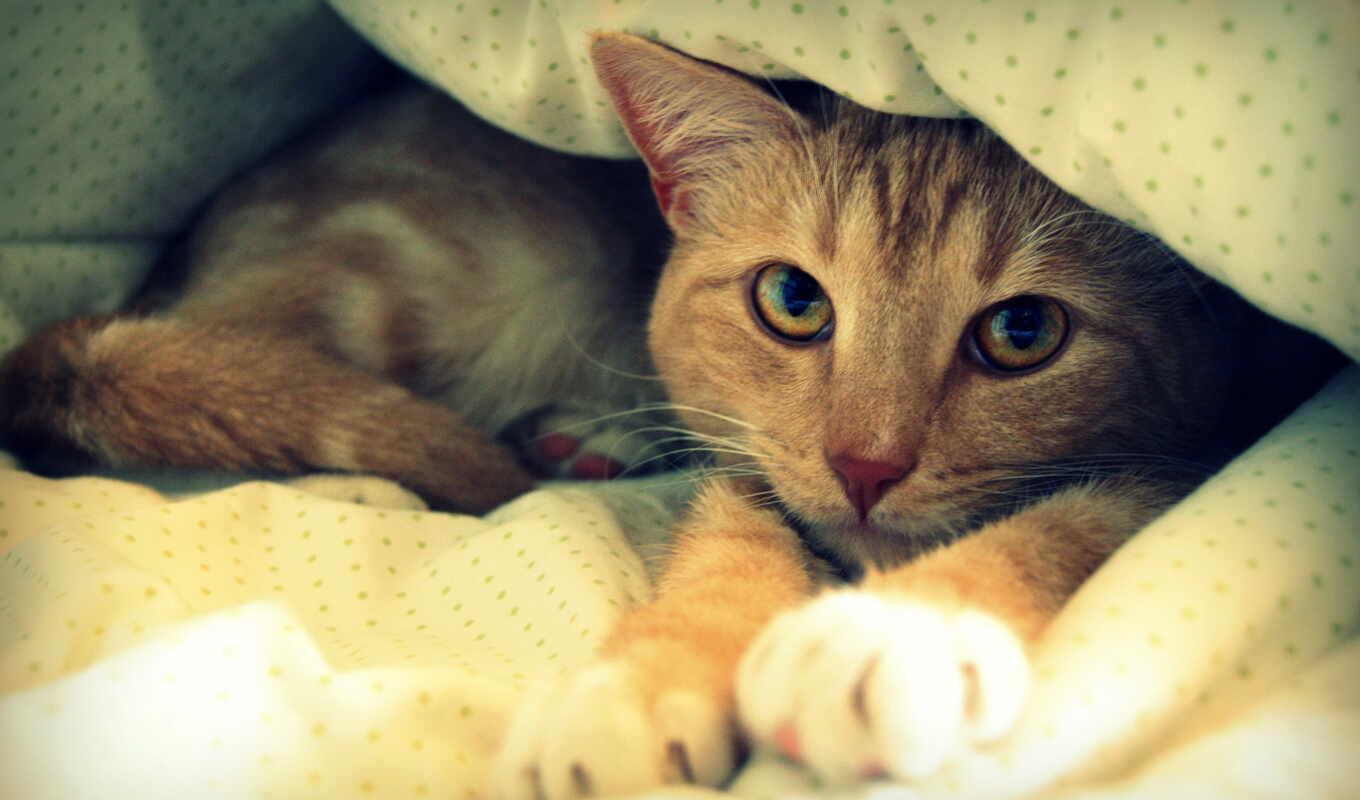 girl, a blanket, cat, bed, twin, for, zhivotnye, bed, too, kliknij