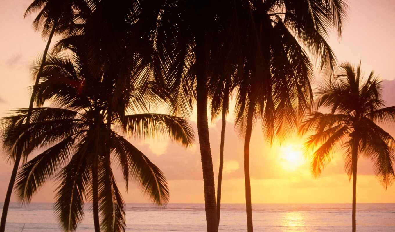 ноутбук, sun, дерево, закат, рассвет, пляж, море, palm, many, занзибар, танзания