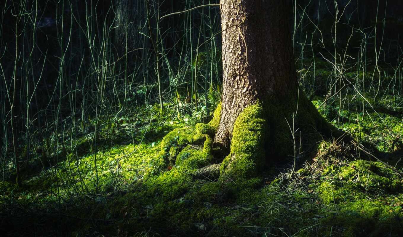 tree, forest, moss, onpape