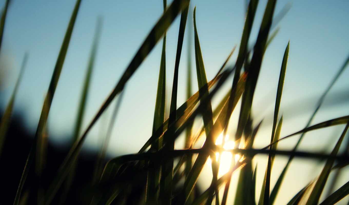 sun, трава, рассвет, поле, утро, greenery