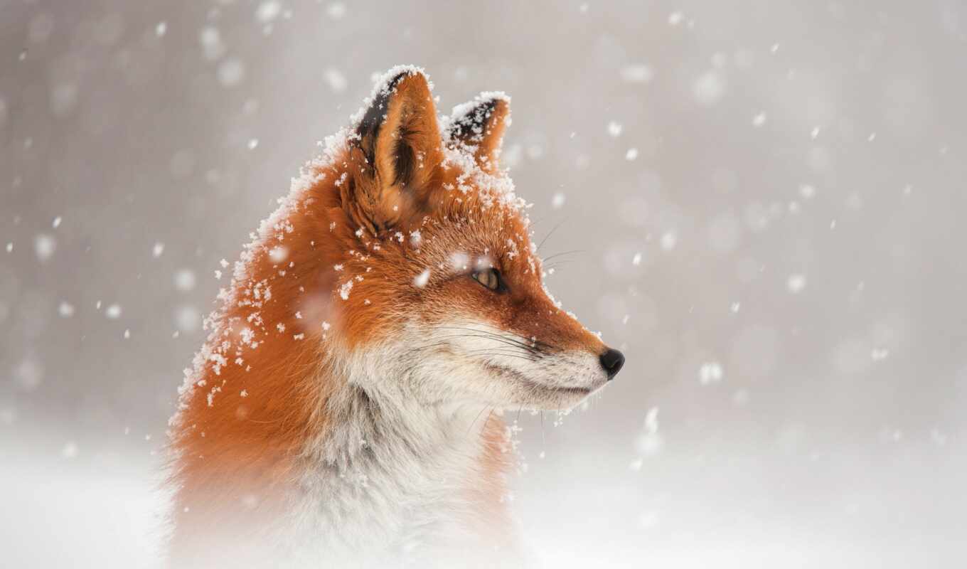 red, snow, winter, fox