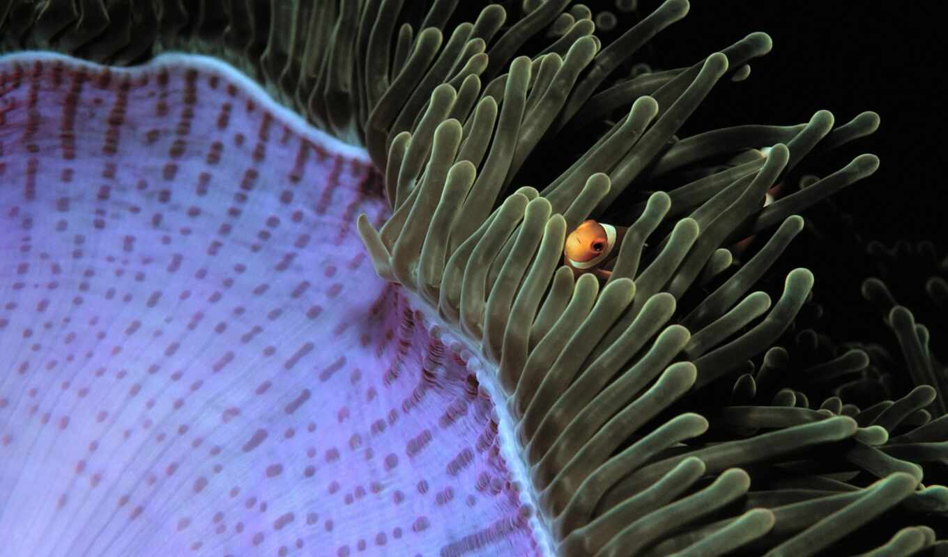 sea, anemone