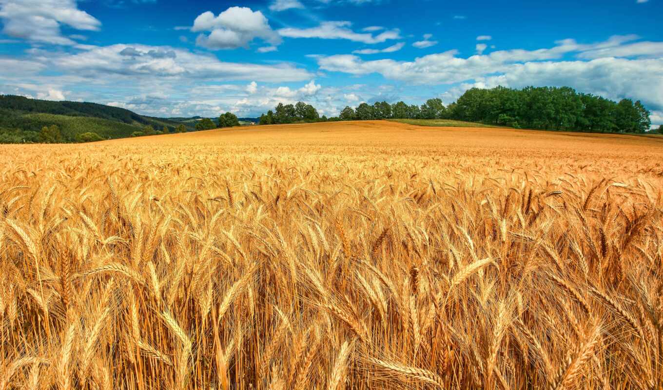 поле, серьги, пшеница