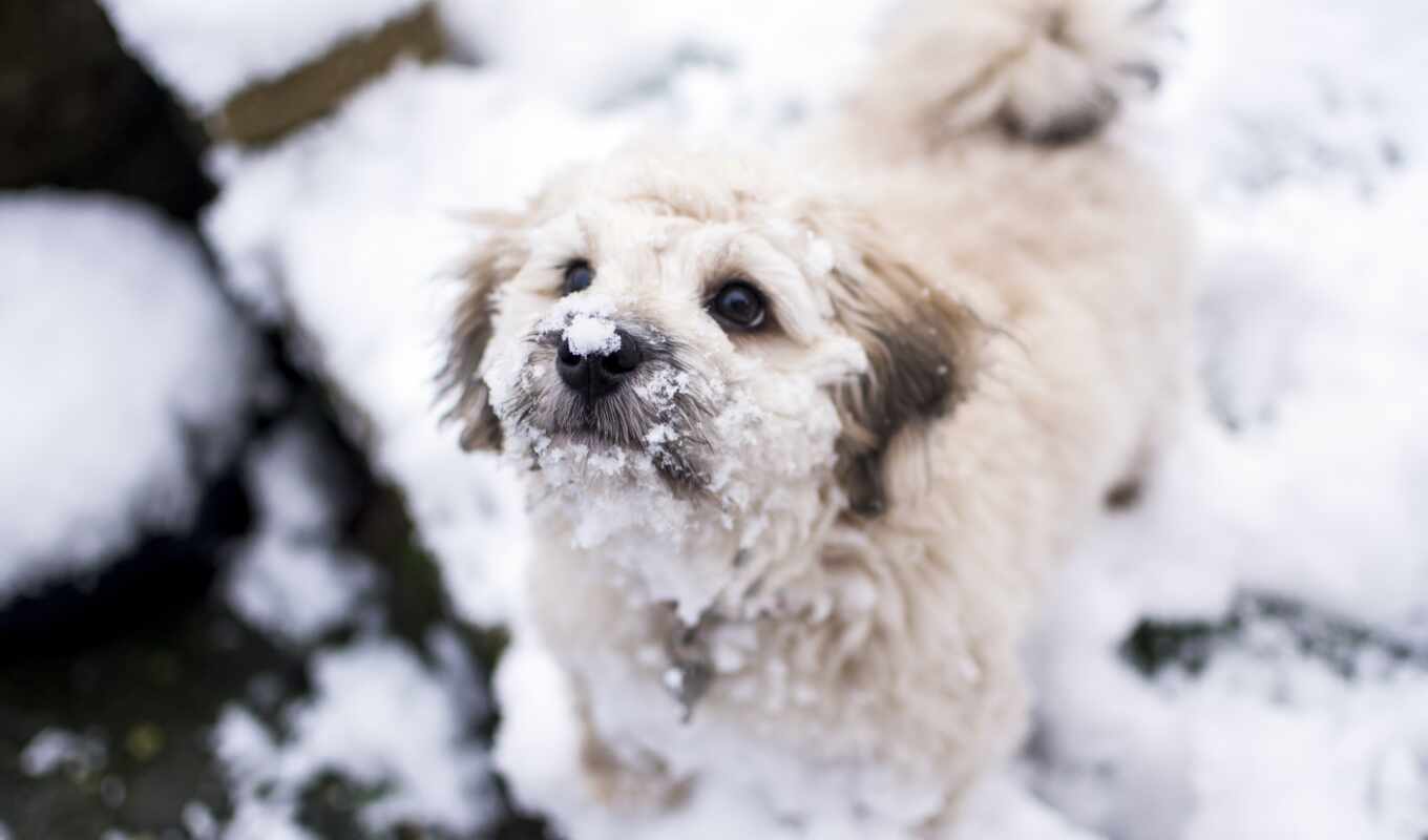 снег, cute, собака