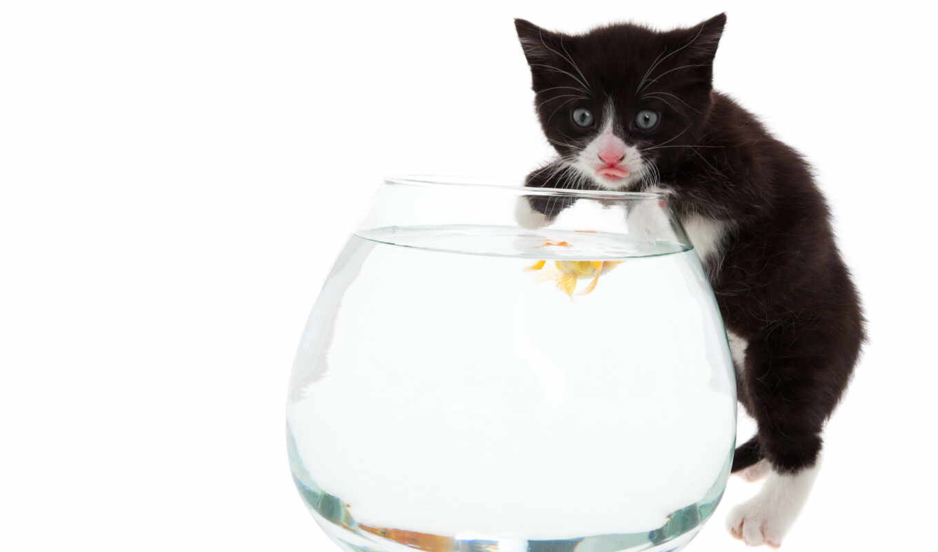 photo, the bowl, cat, animal, fish