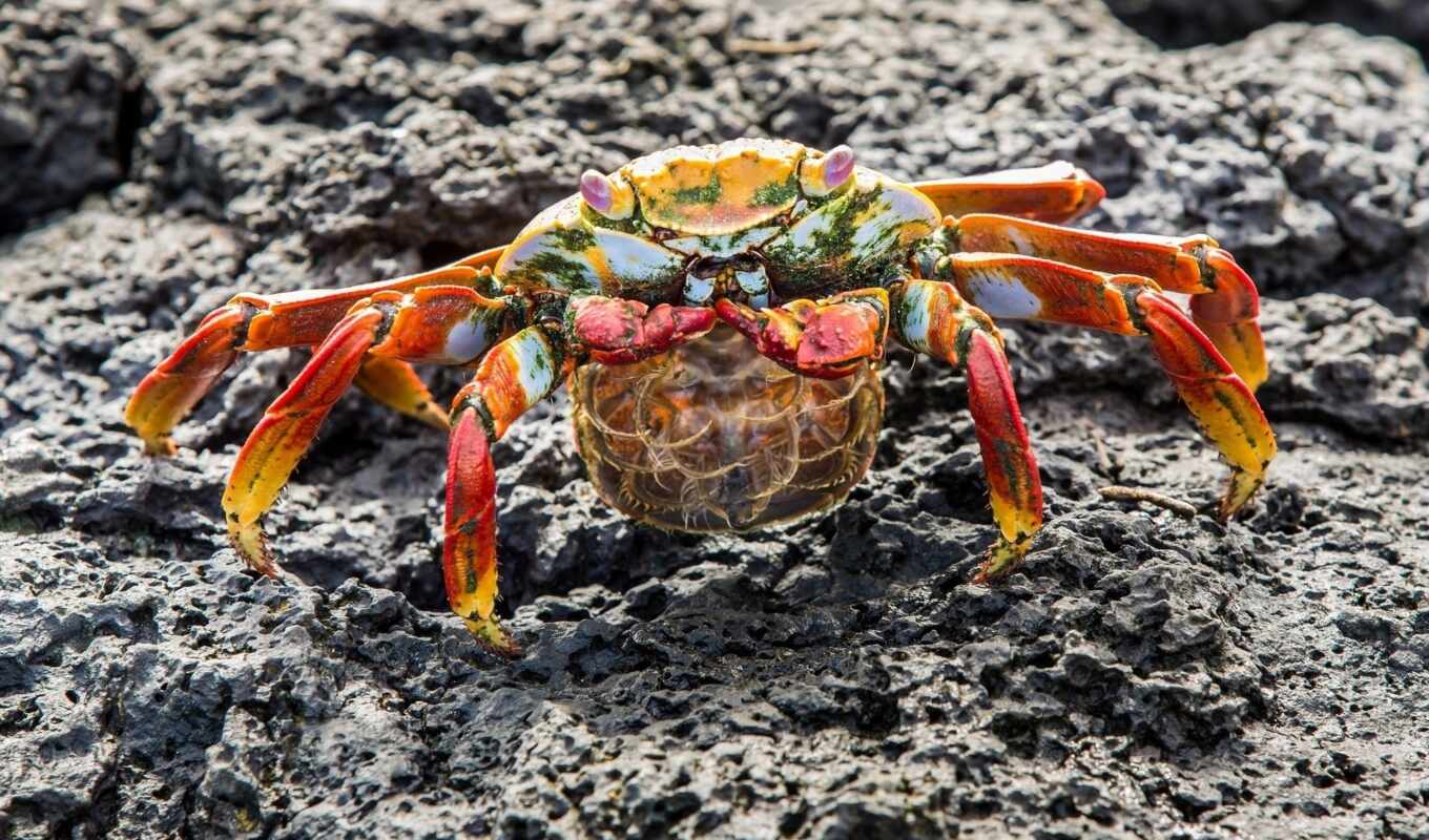 red, big, stone, crab