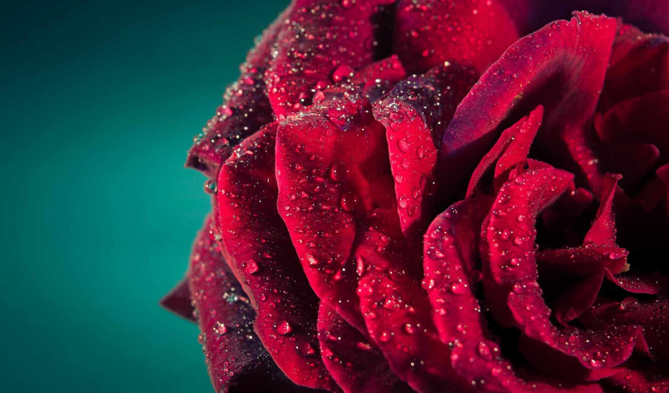 macro, background, for, screen, dew, fund, flores, beautiful, pink, red, pink
