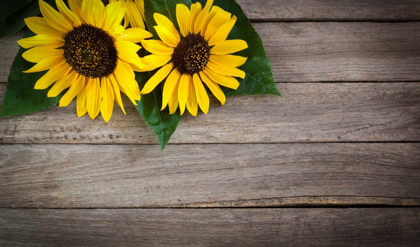 two, sunflower, pattern, two, sunflowers, cvety, postcards, wood boards, photophone, congratulations