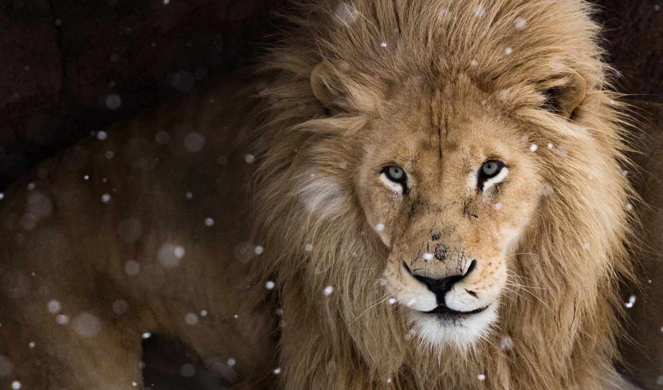 eye, lion, cat, big, see, wild, animal, dark, Leo, background, gelap