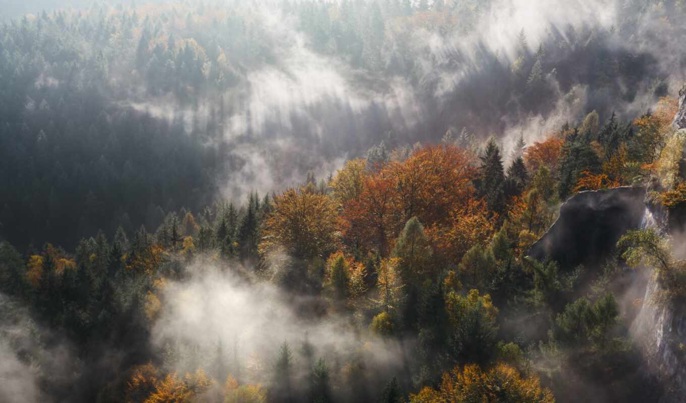 дерево, лес, осень, туман, rudnya