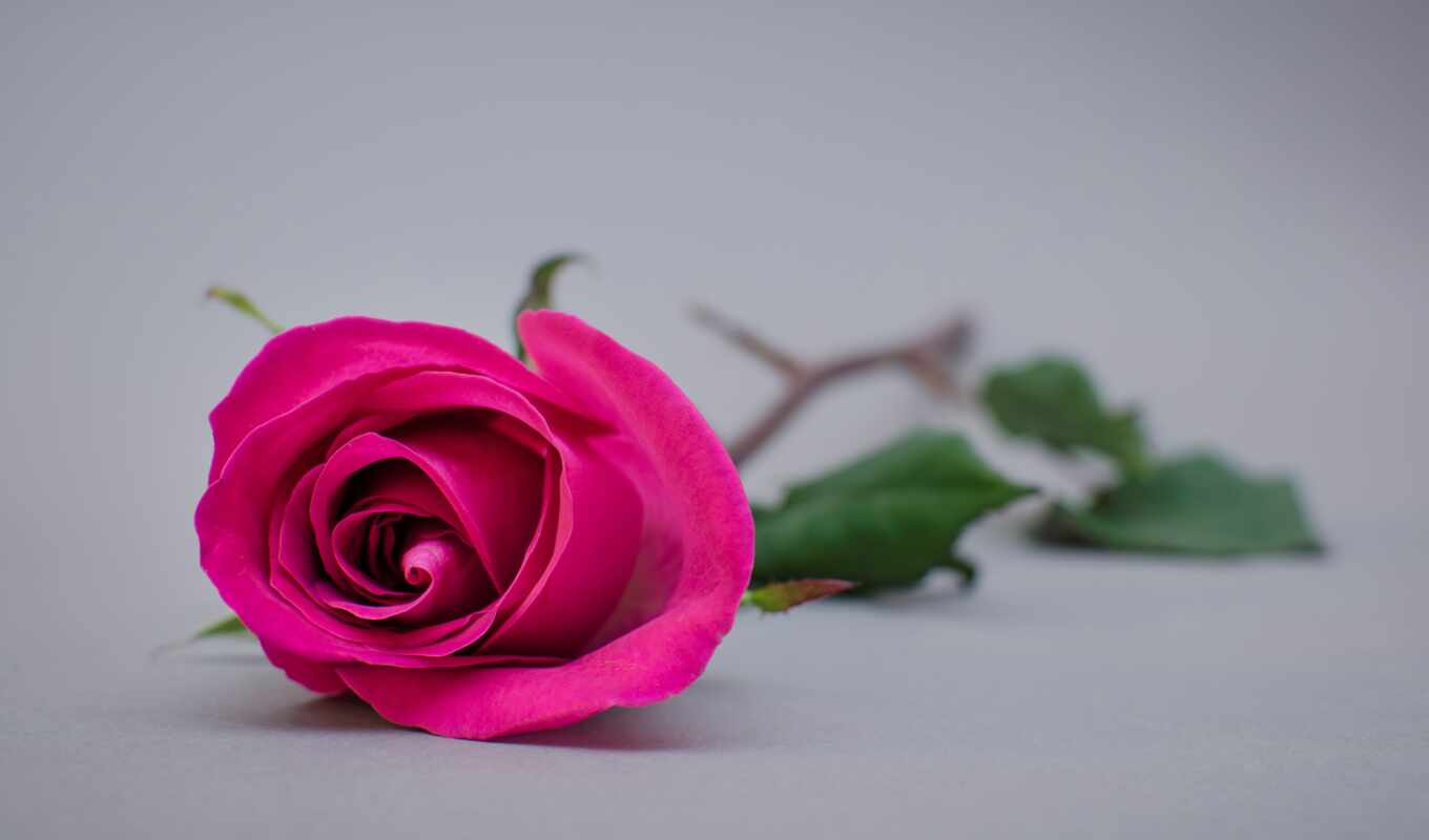 роза, фон, серый, розовый, день, влюбить