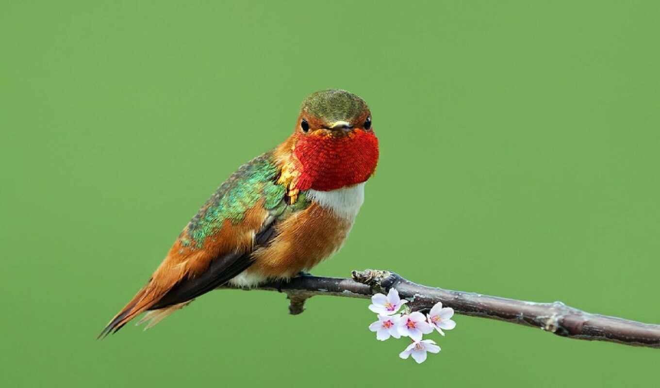 little, bird, hummingbirds