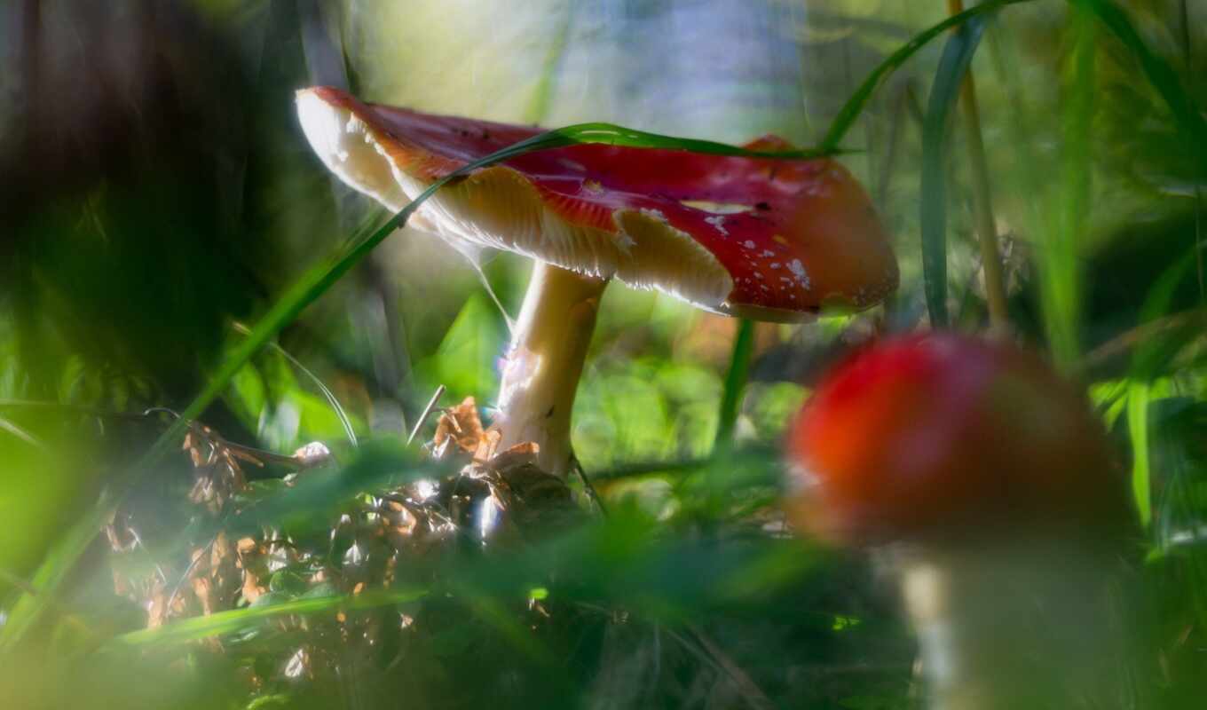 mushroom, fore