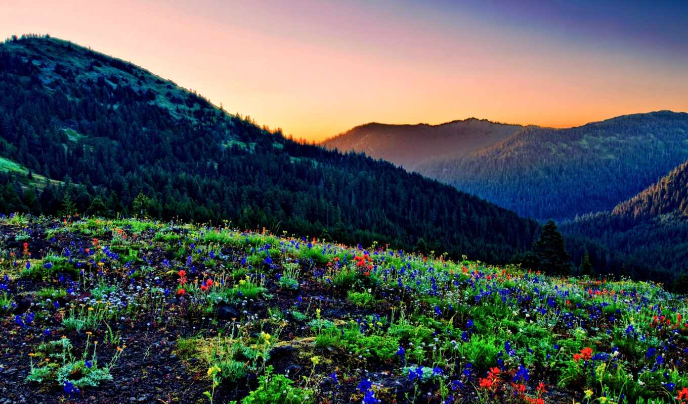 природа, цветы, гора