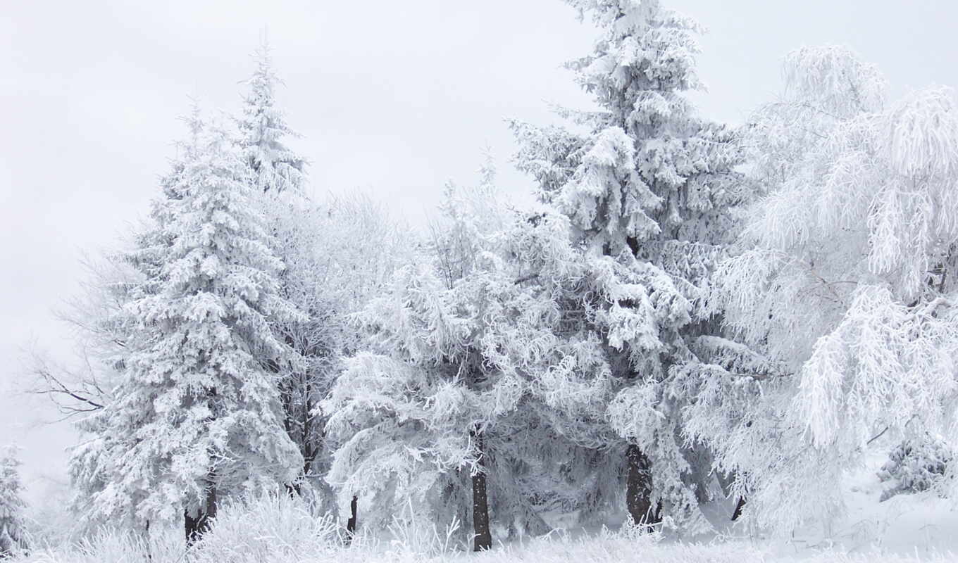 nature, white, completely, snow, winter, forest, trees