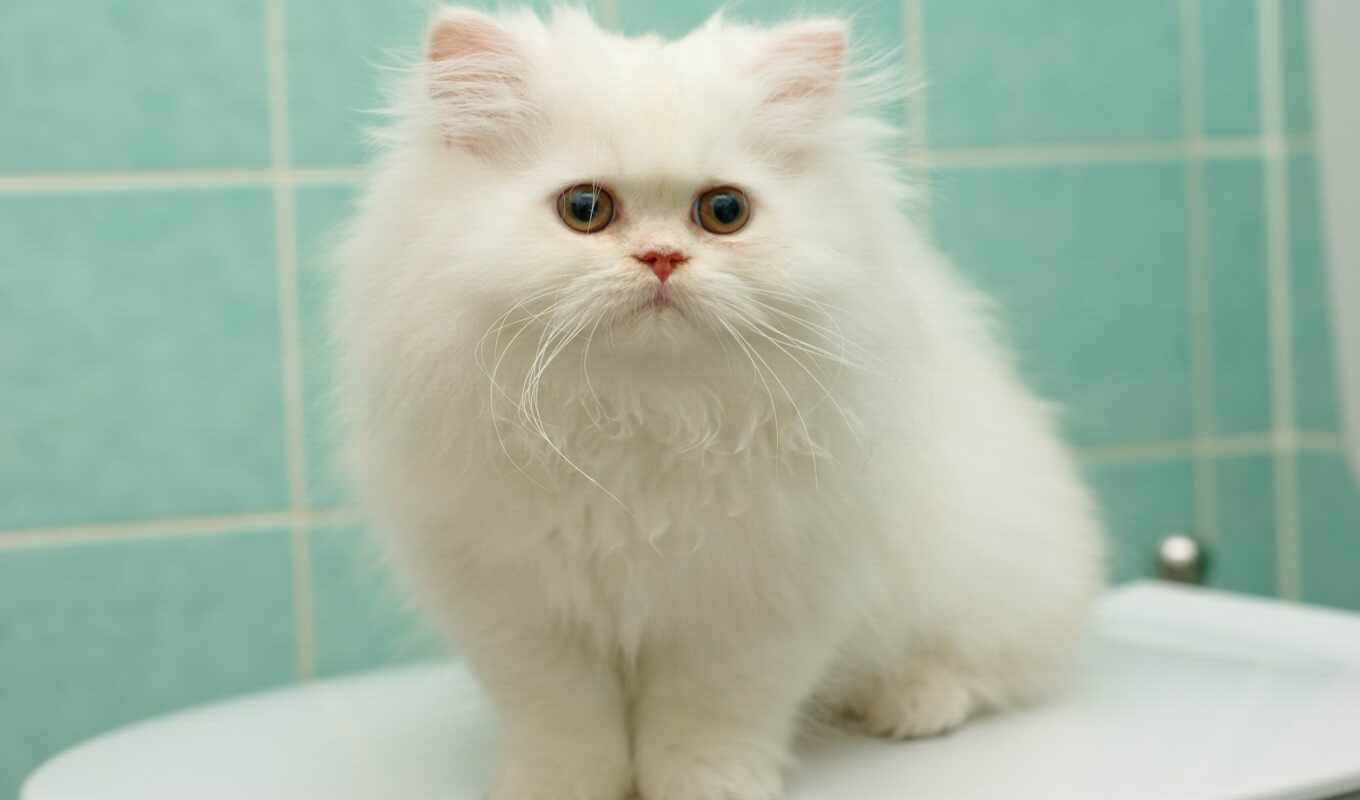 white, белая, кот, котенок, крыша, пушистый, персидская