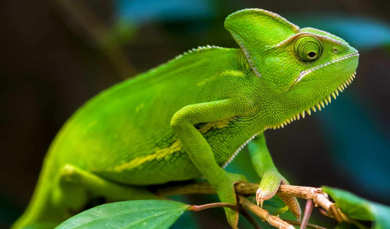 зелёный, images, zhivotnye, chameleon, rinber