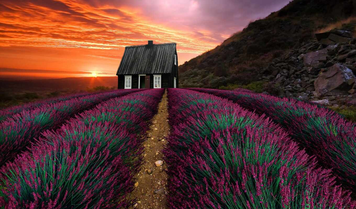 flowers, house, purple, sunset, field, vegetation, lavender, siberian, chrissie