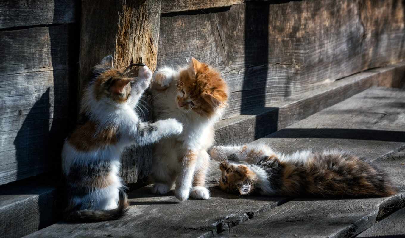 cat, kitty, animal