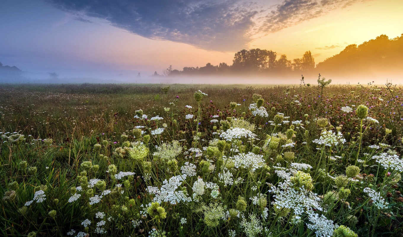 flowers, spring, sunrise, meadow, mist