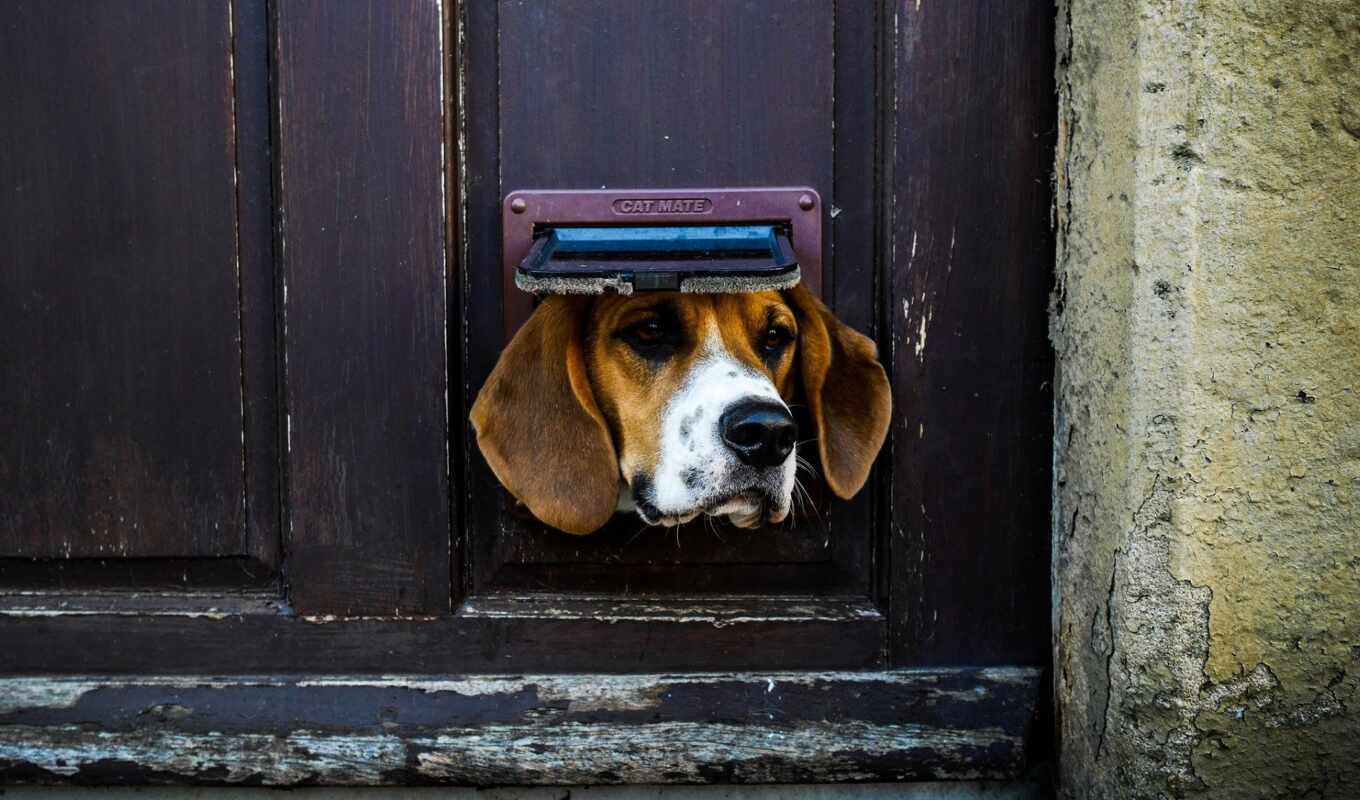 собака, дверь, animal, beagle, basset, hound, rare, млекопитающее