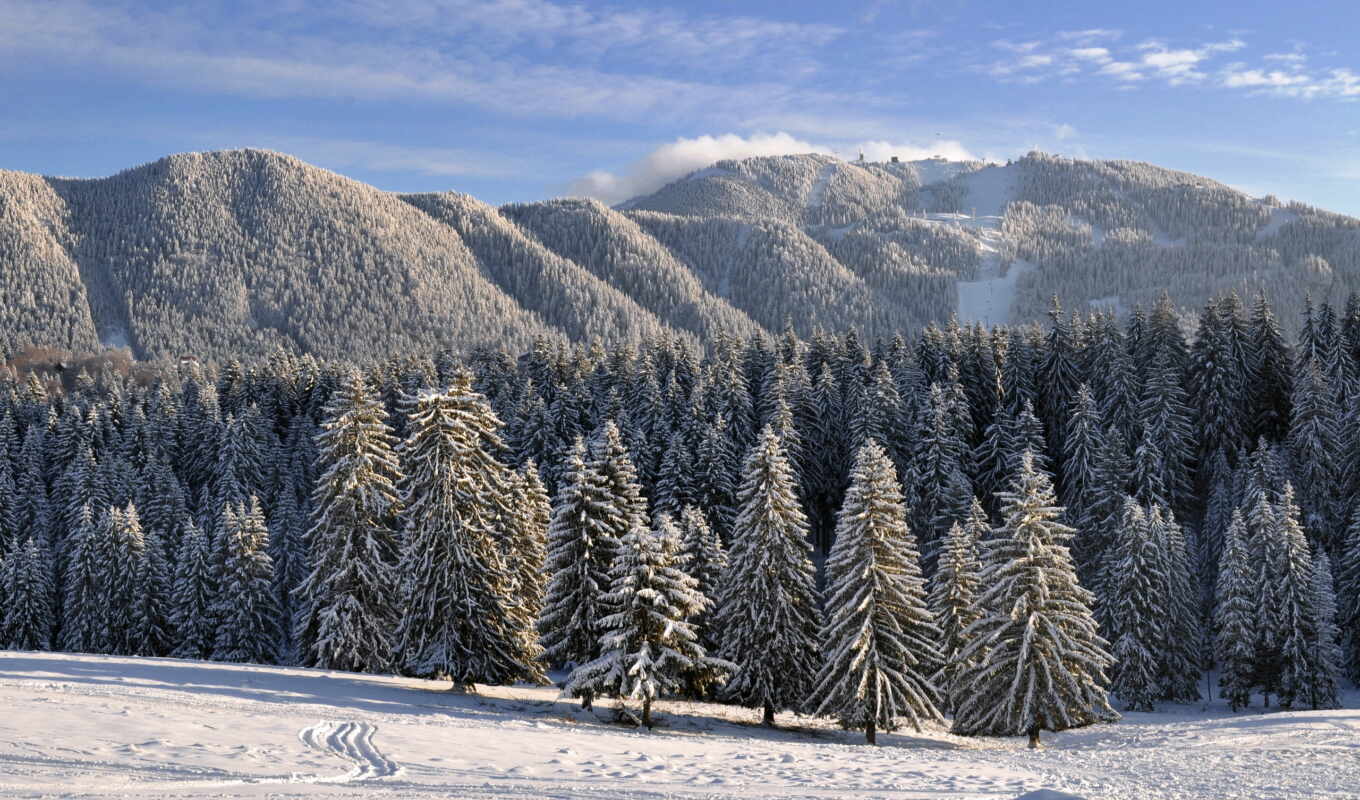 природа, нравится, winter, лес, разных, снегом, хвойный, заснеженный, зимой
