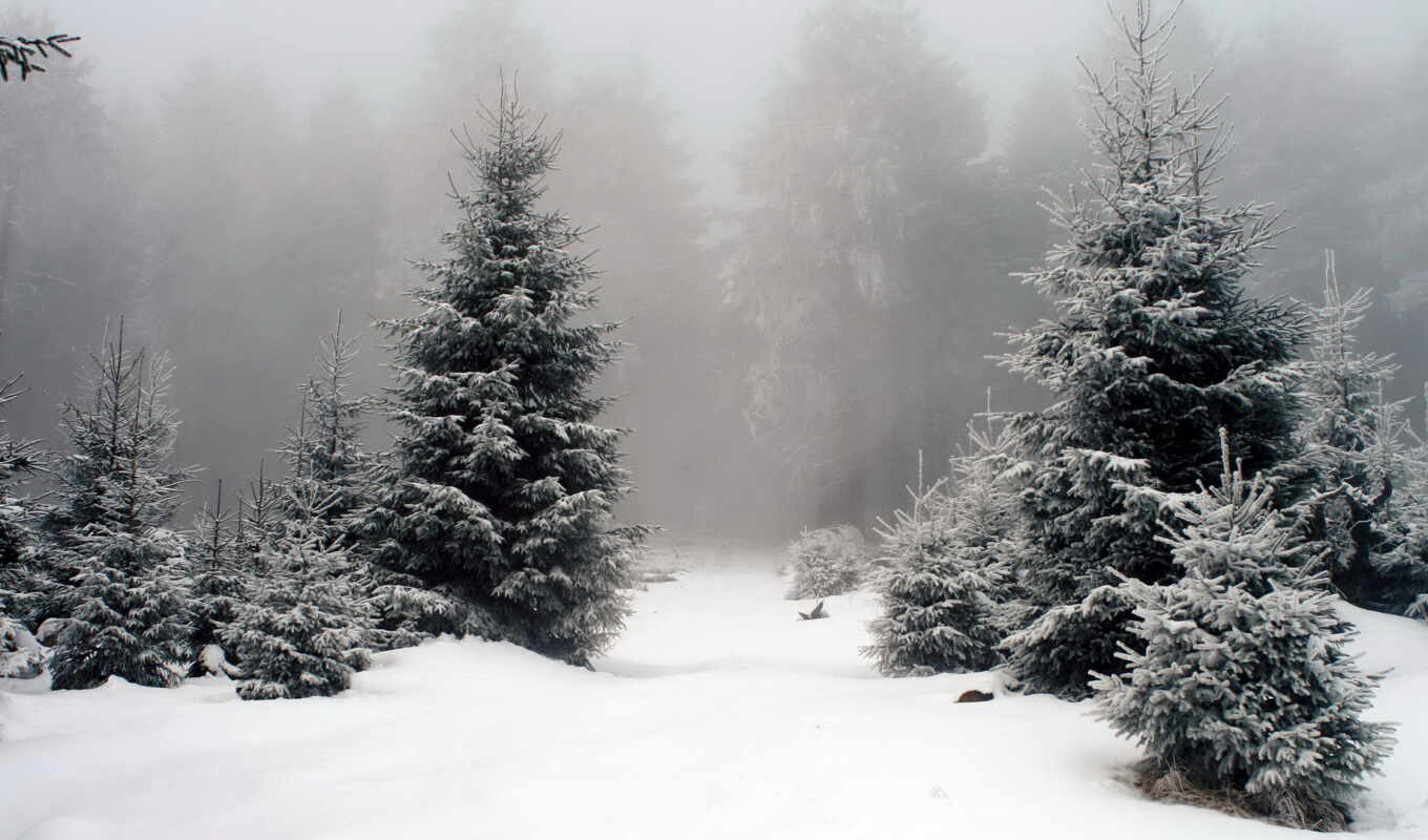 природа, дерево, снег, winter, landscape, les, photoshop, cover, priroda, снег, fore