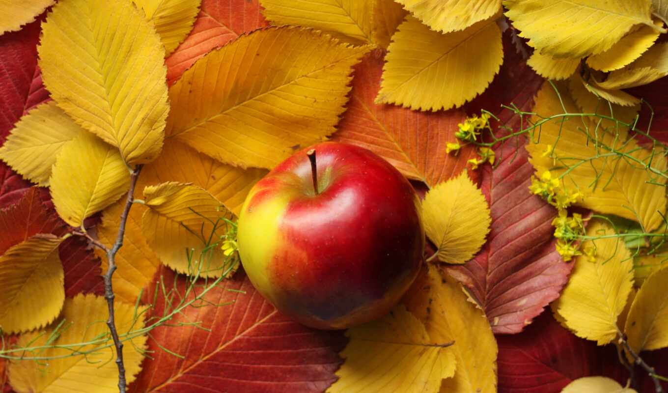 apple, осень