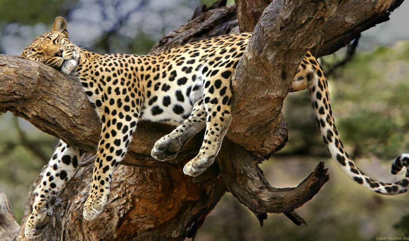 tree, leopard, sleep
