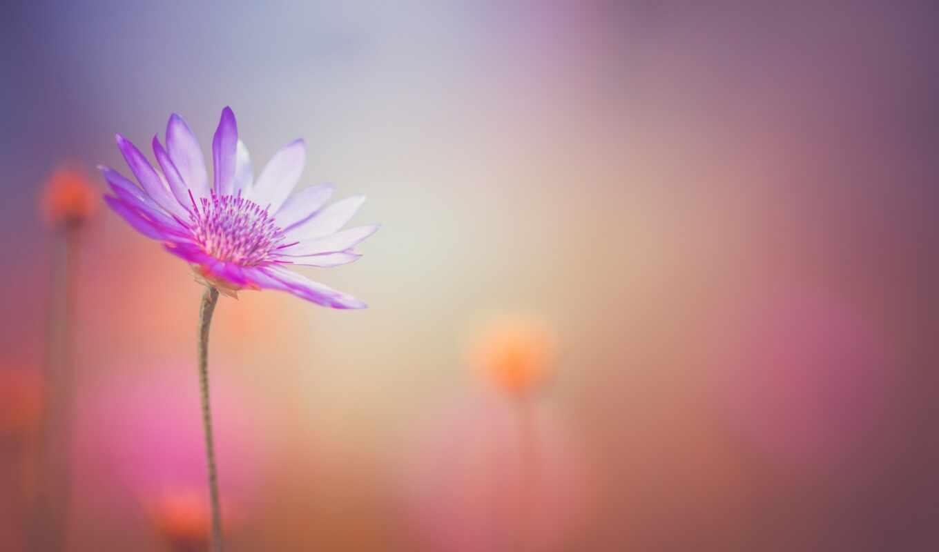 flowers, flor, blurring