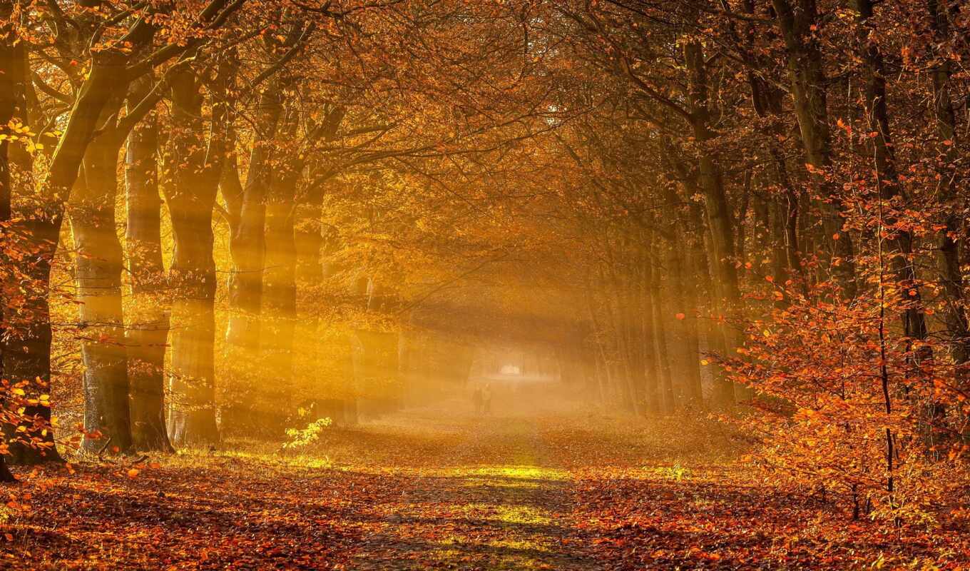forest, autumn, path