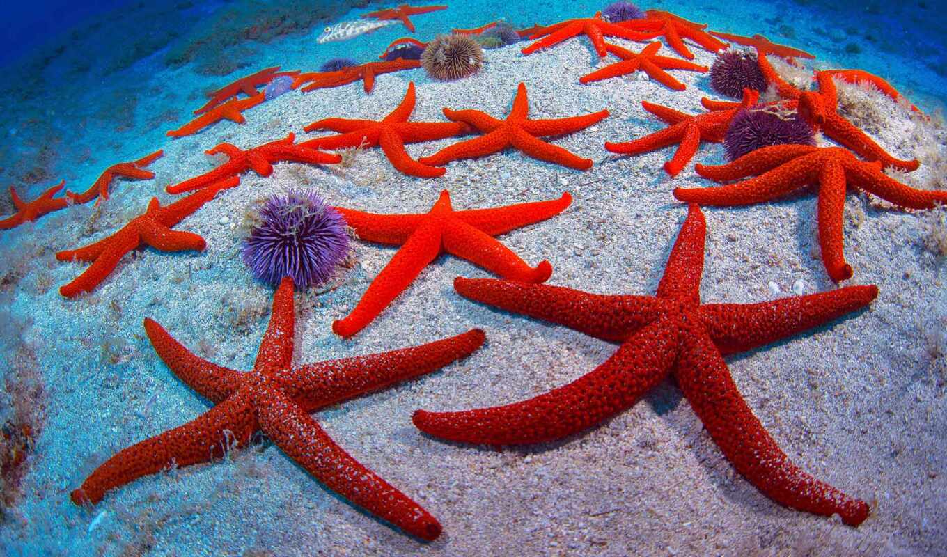 red, starfish