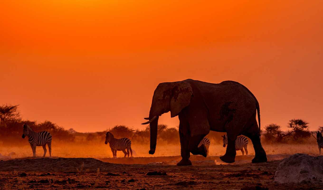 photo, sunset, animals, the, elephant, animal, Africa, zebra, botswana, royalty
