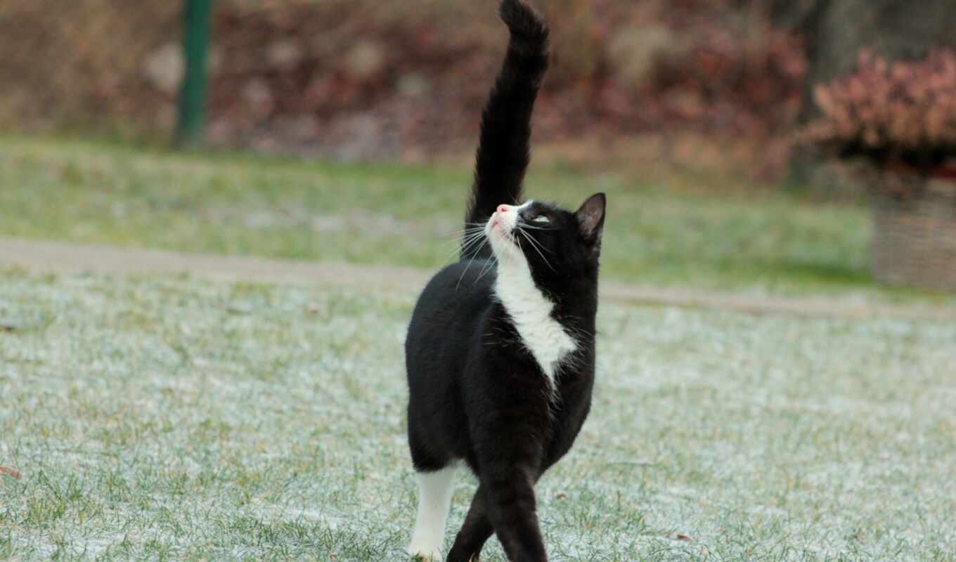 black, white, grass, cat, see, animal, tail