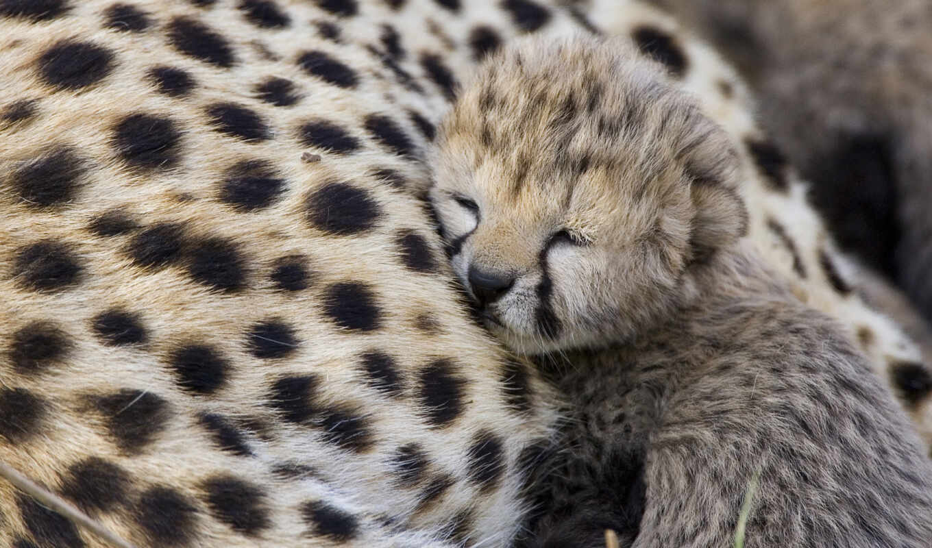 cute, wild, animal, the cub, cheetah, baby