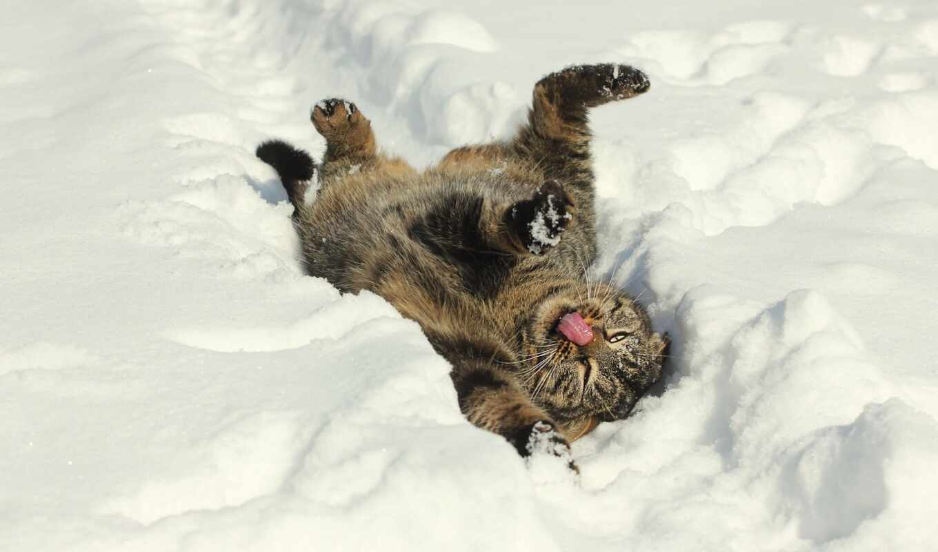 снег, кошка, зима, настроение