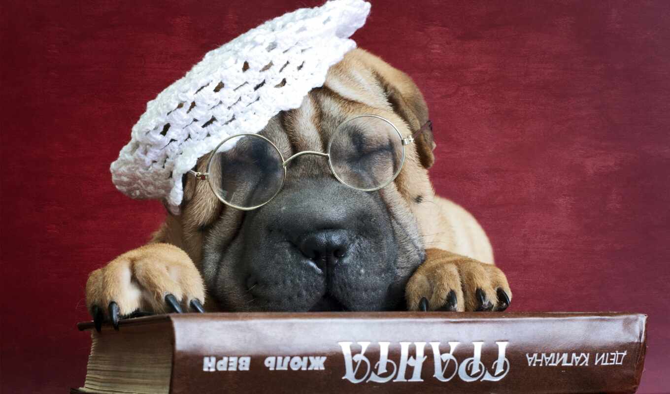 книга, собака, очки, share, друг, шарпеи