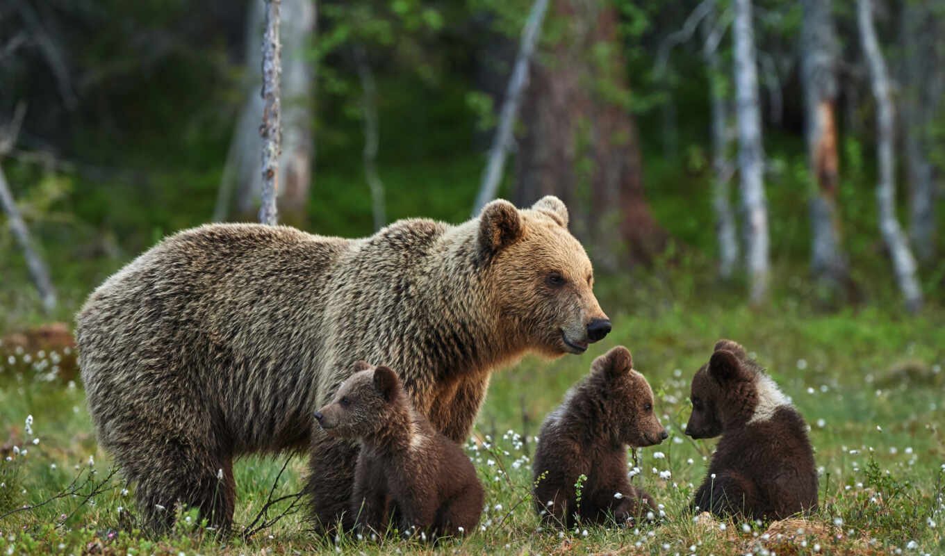 природа, her, медведь, медведи, семья, медведи, мама, детеныши, бурые