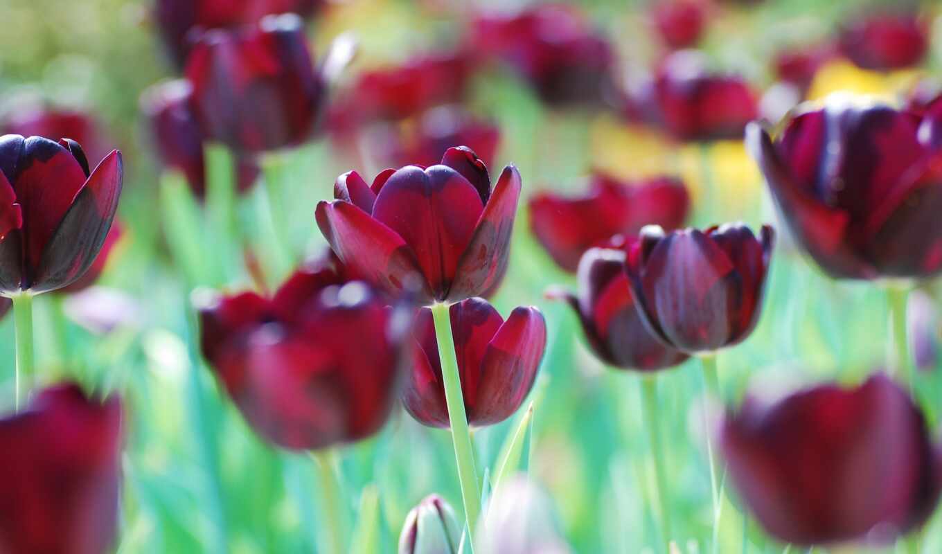 picture, field, tulips, bouquets, cvety, rub, borda, coal, bagnet