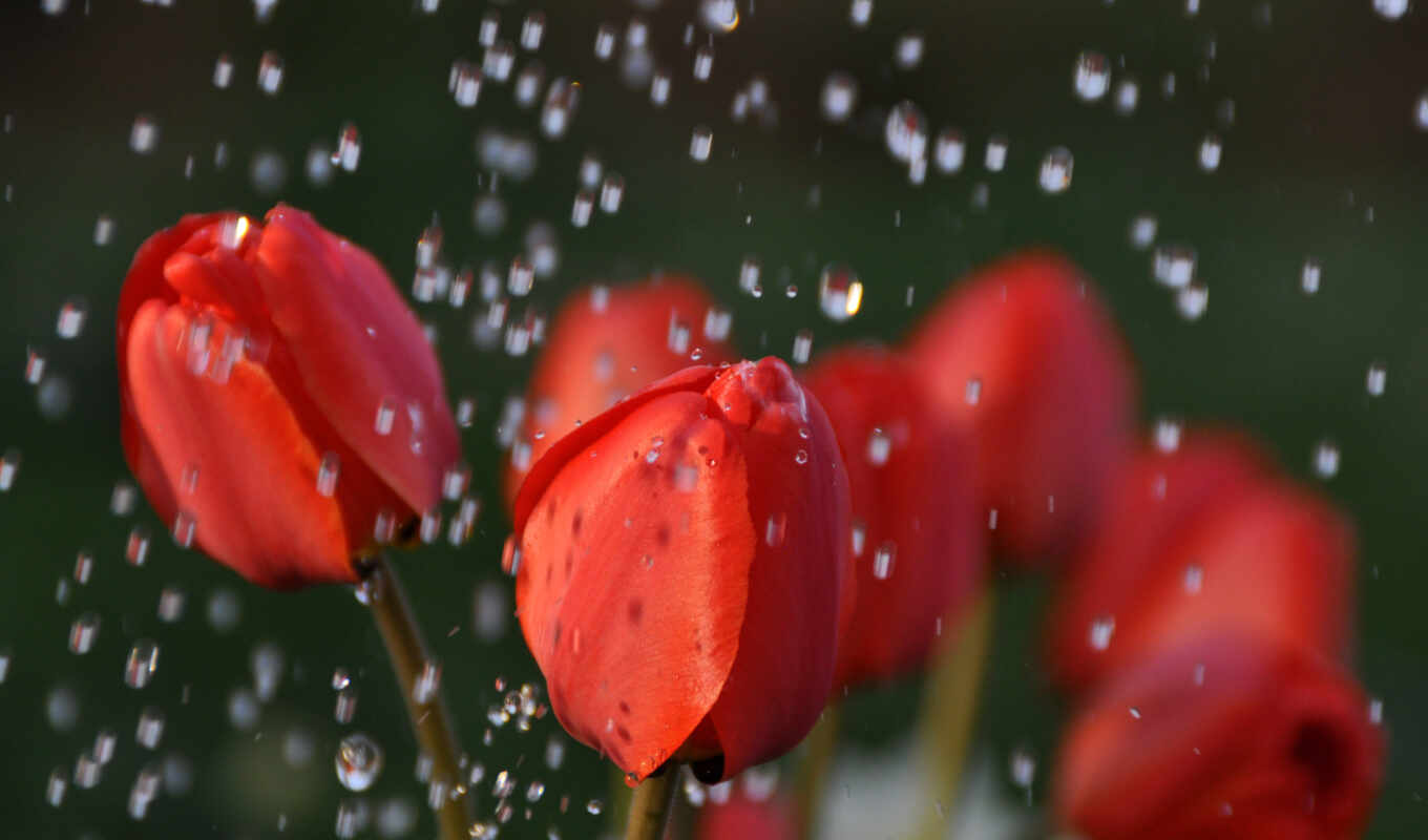 drops, tulips, cvety, backgrounds, wet