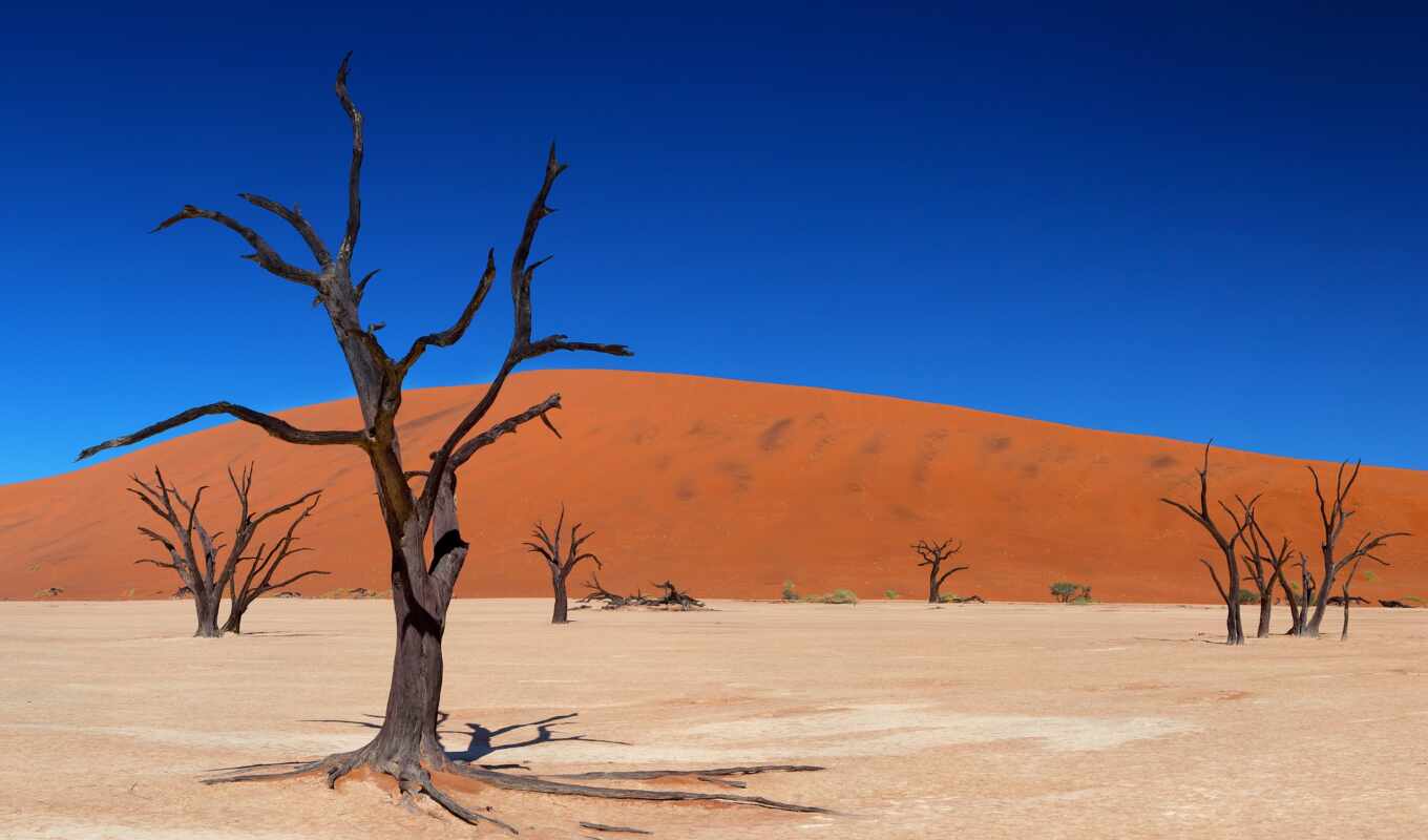 дерево, dead, landscape, пустыня, namibia