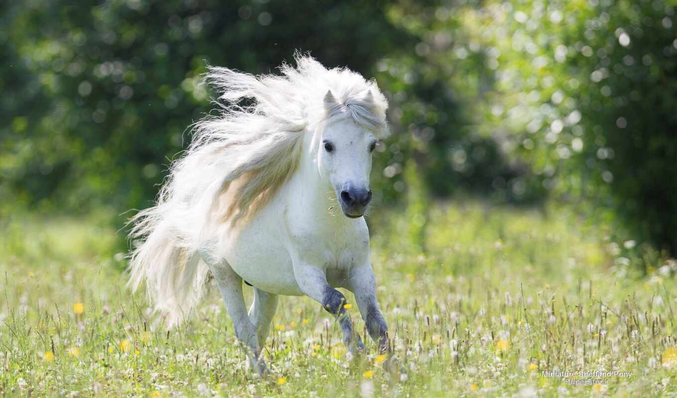 white, horse, pony