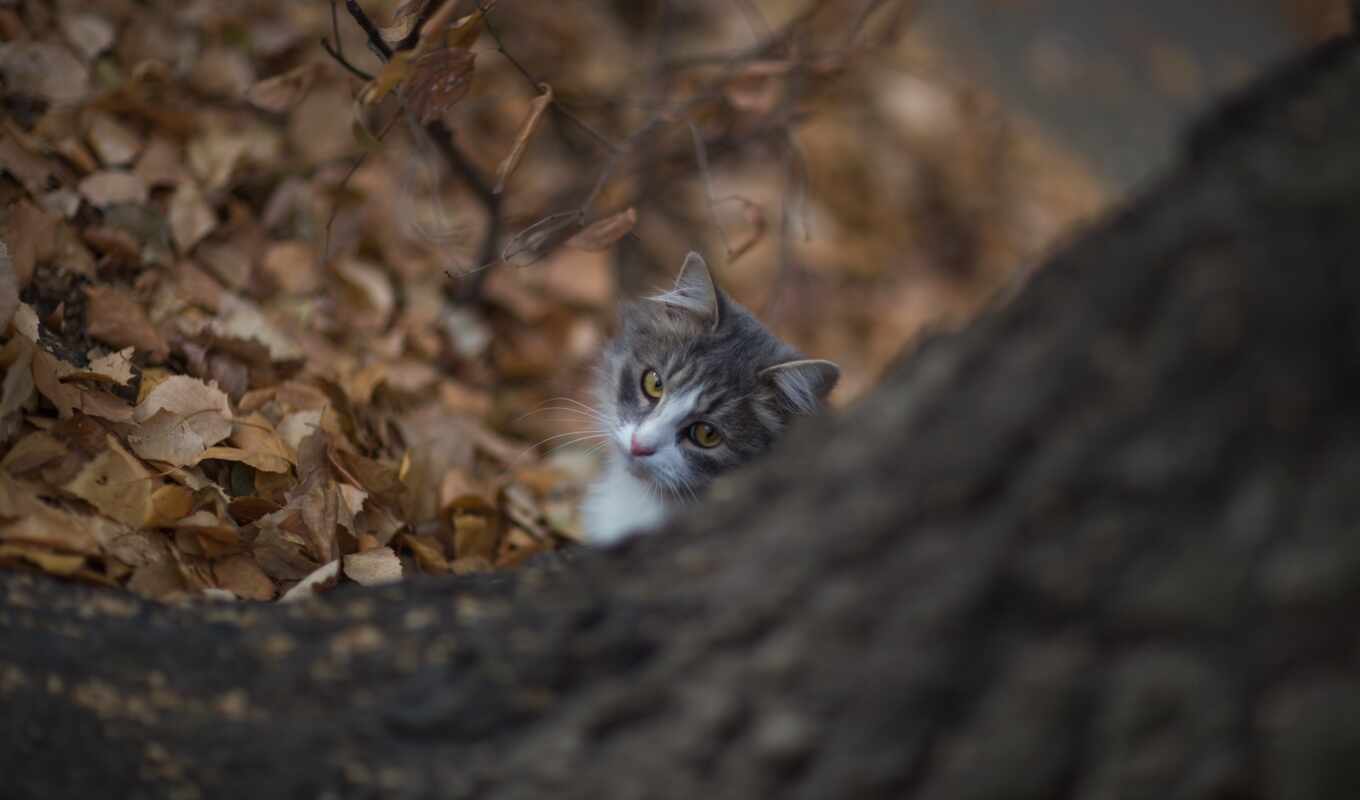 взгляд, кот, осень, питомец