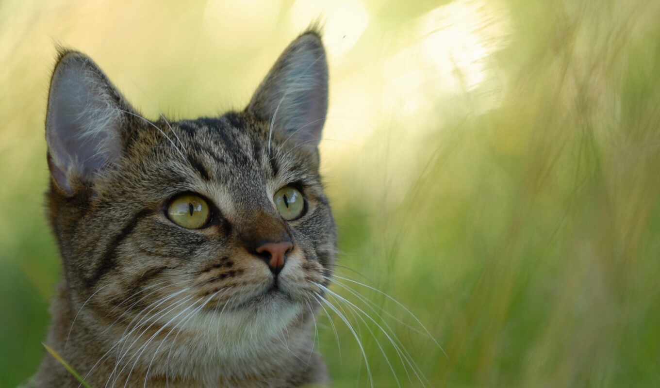 кот, animal