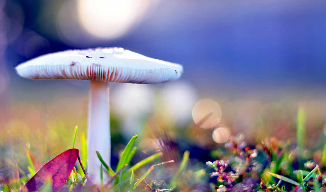 nature, grass, autumn, months, eiò, mushroom
