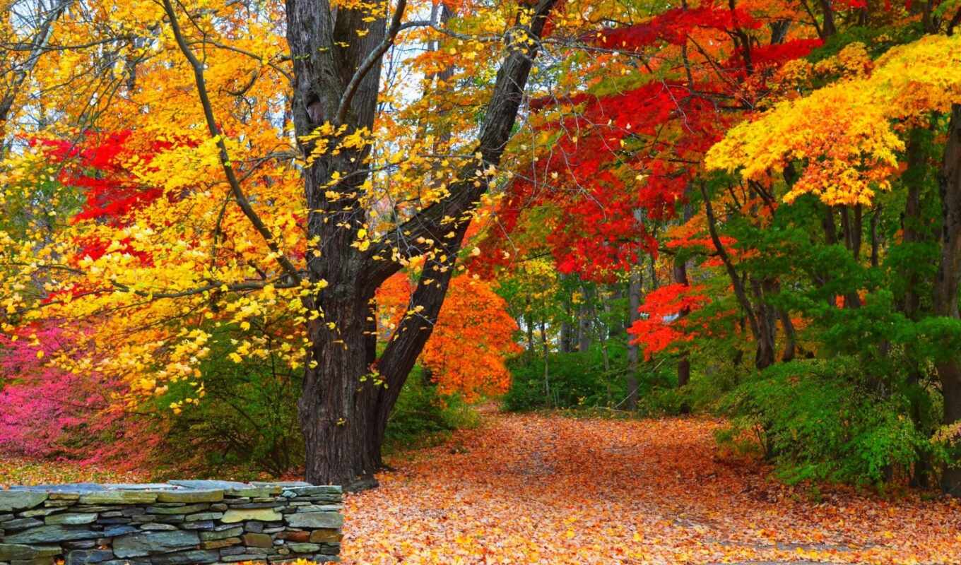 природа, красочные, осень, листва, park, trees