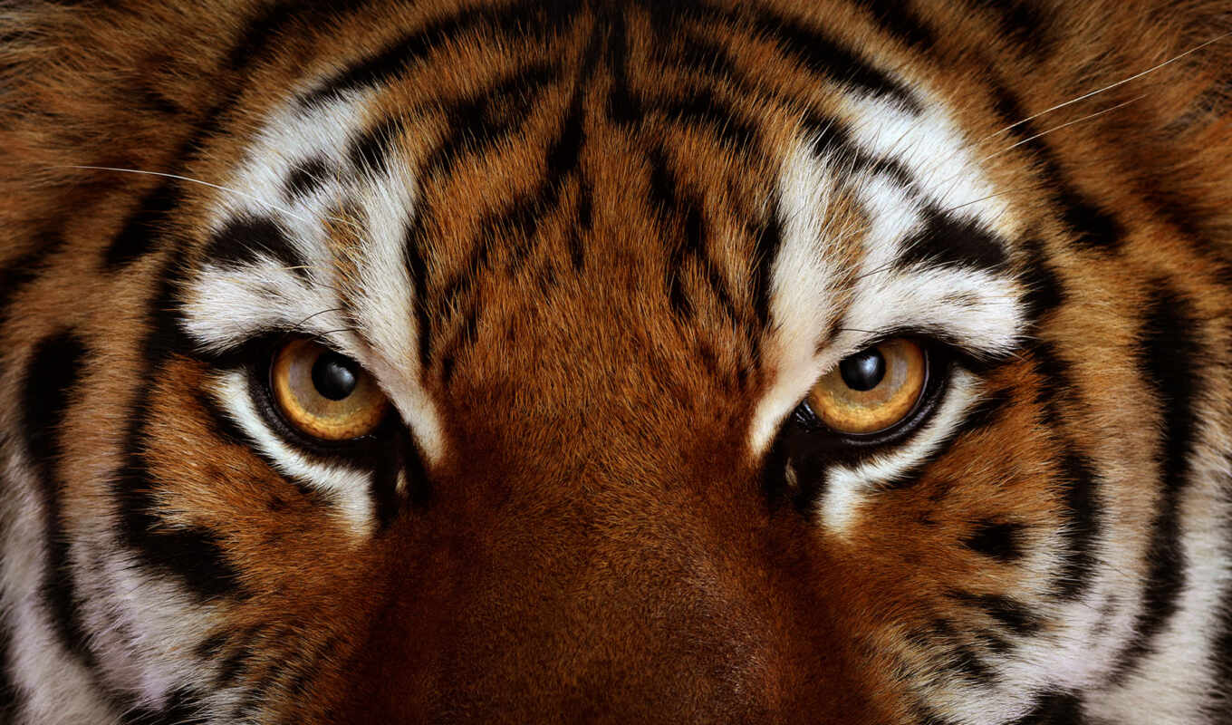 view, photos, predator, tiger, tigers, muzzle, tiger, wool, glaza, zhivotnye
