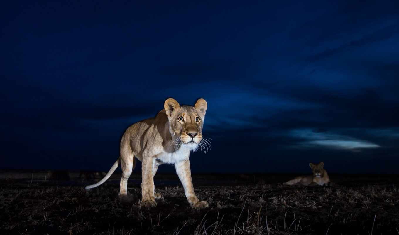 photo camera, night, left, tiger, animal, lucas, african, beast