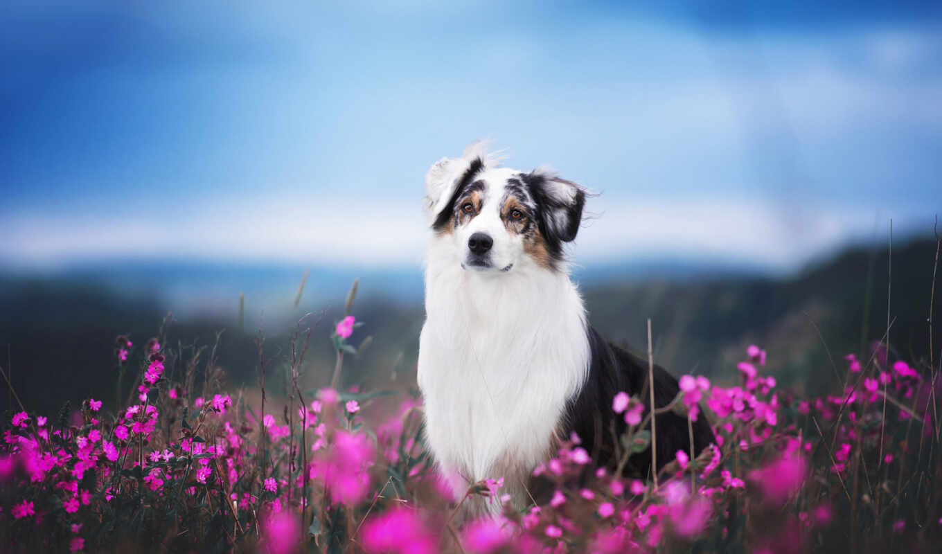цветы, summer, поле, глаза, собака, смотреть, морда, companion