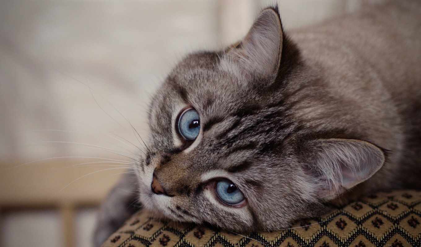 кот, порода, vzglyad, kot, domestic, short, кошка, голубой, глаз, мордочка, котейка